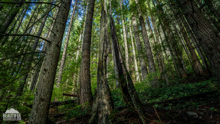 Photo from Snoqualmie Region, Snoqualmie Pass, Granite Mountain