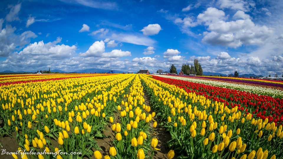 Photo from Washington State
