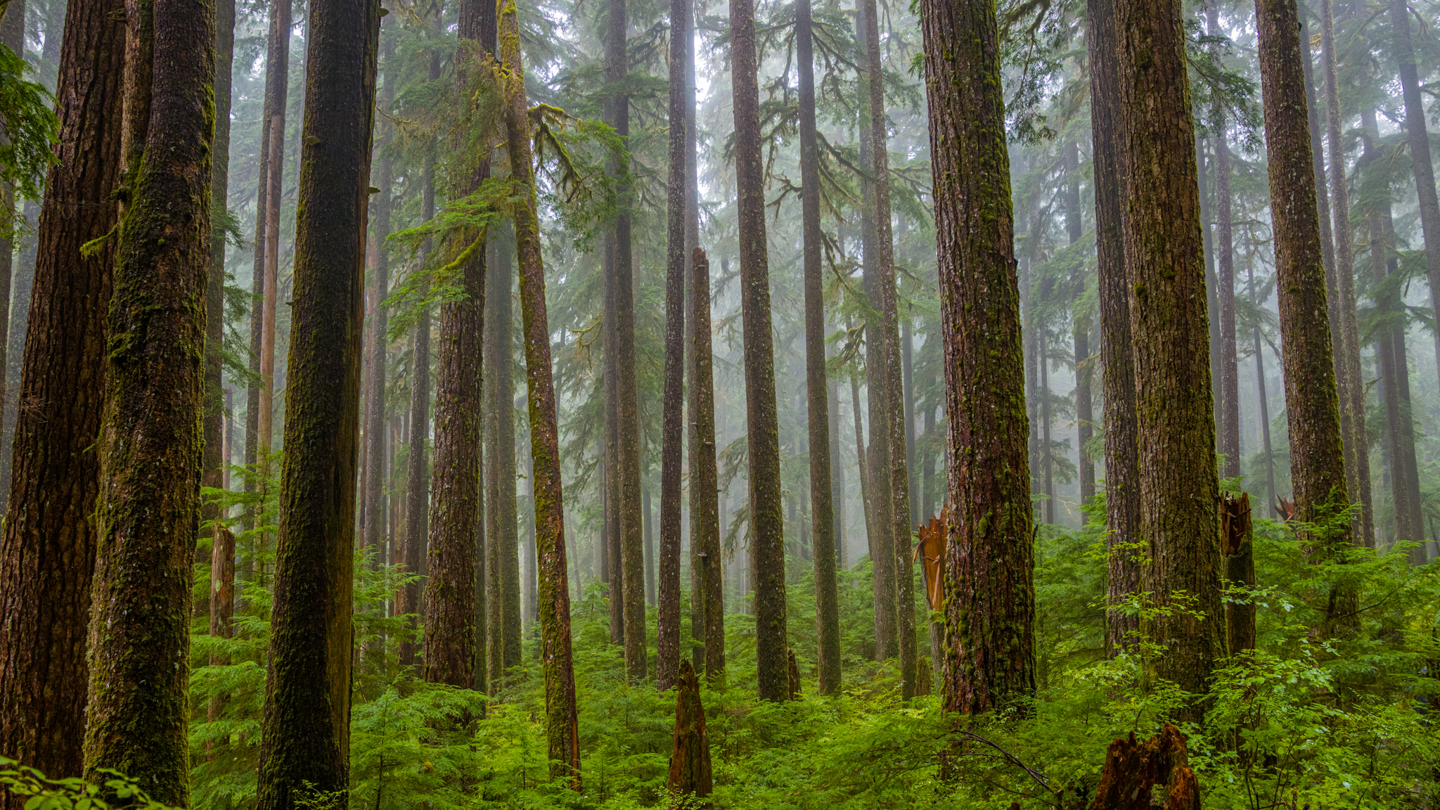 Photo from Washington State