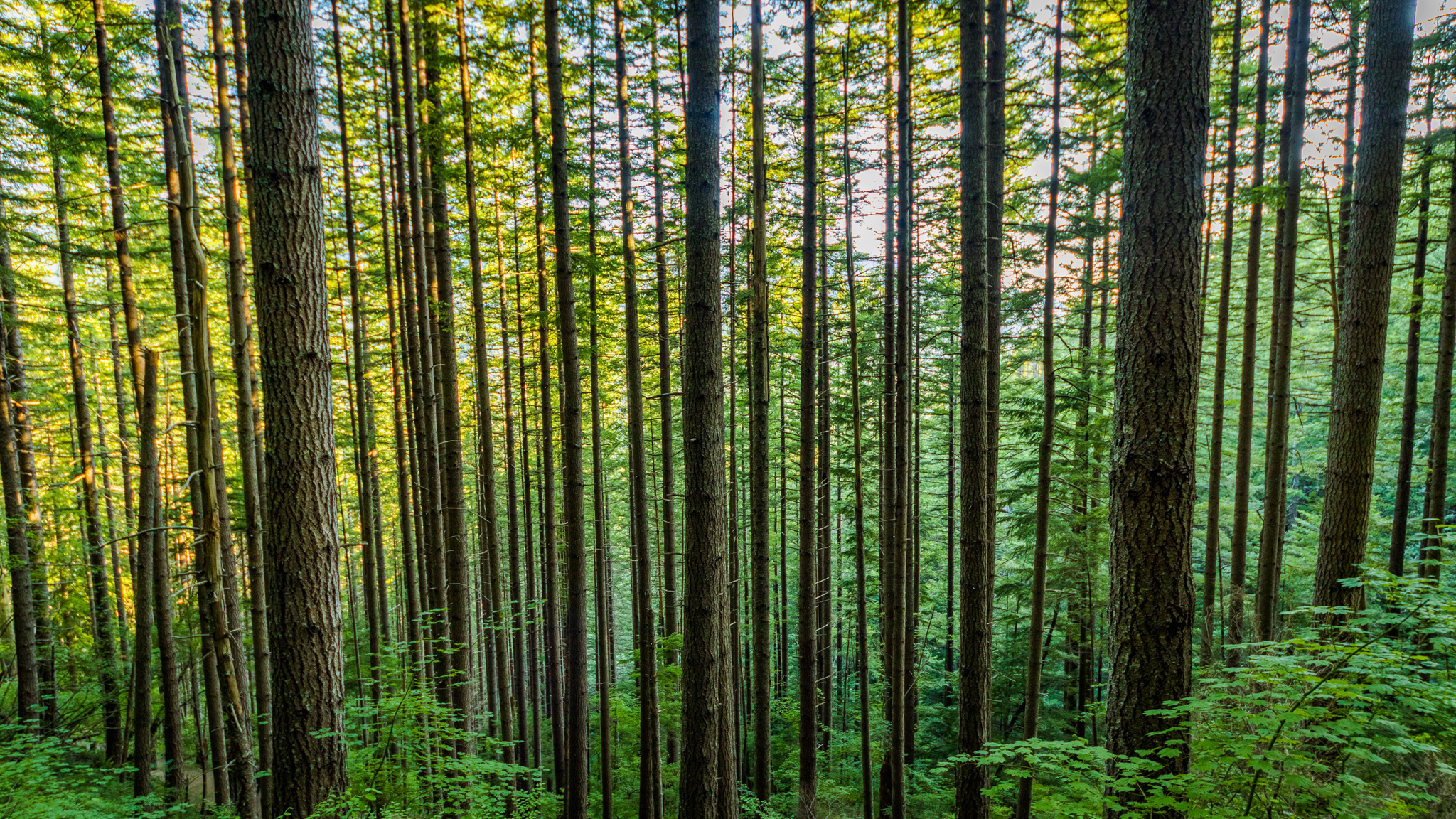 Photo from Washington State