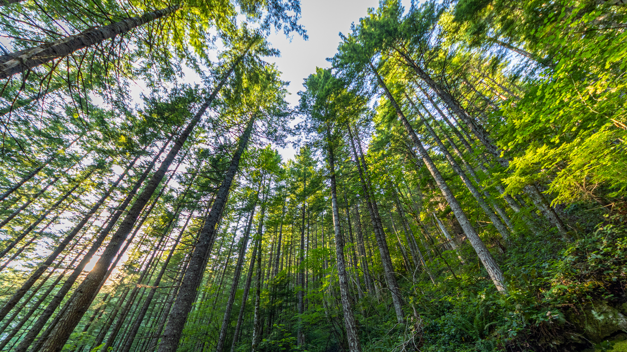 Photo from Washington State