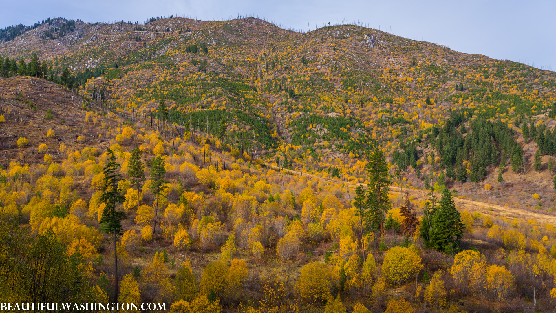 Photo from Washington State