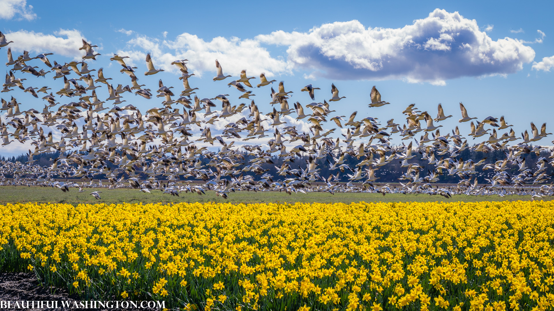 Photo from Washington State