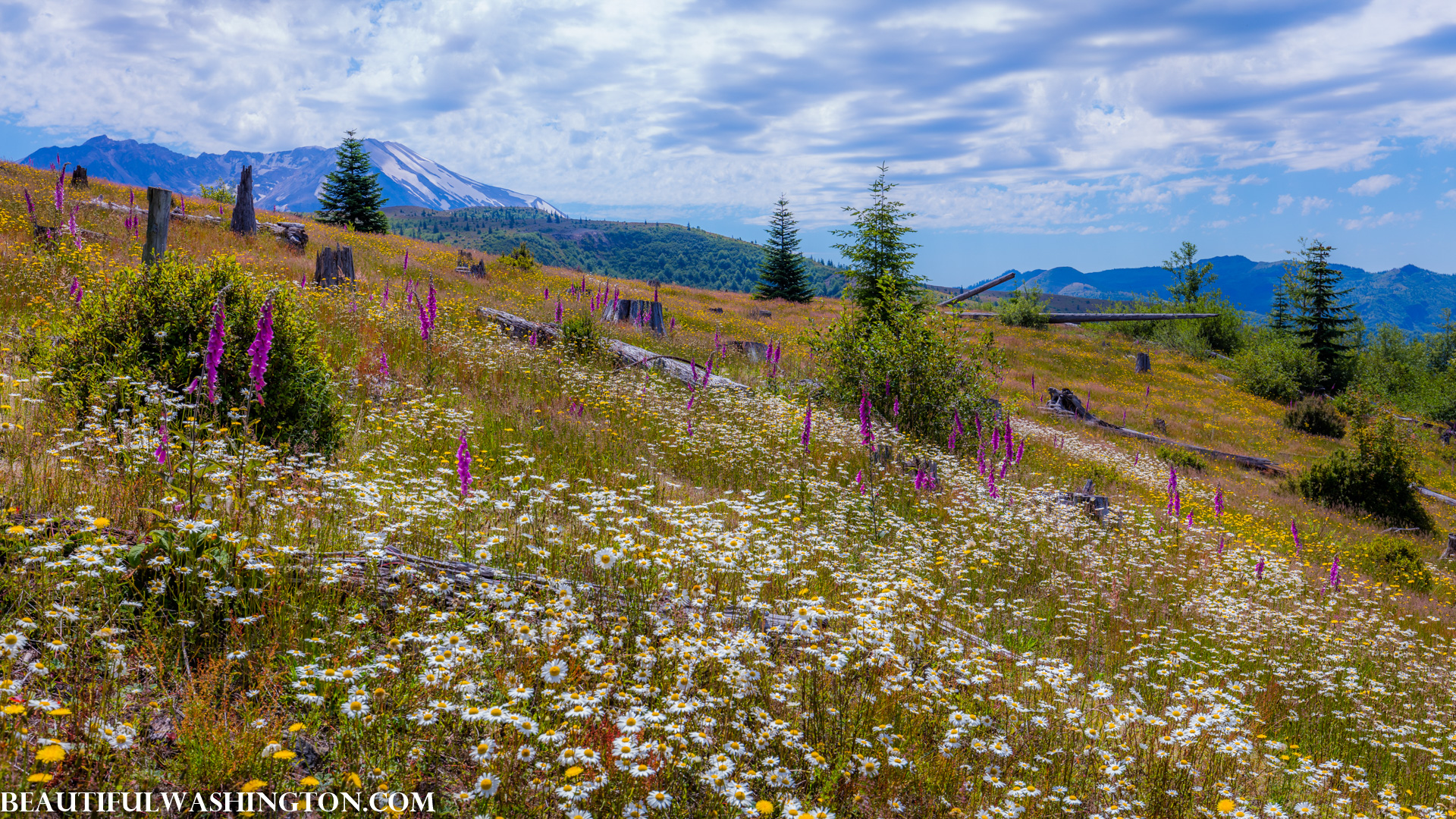 Photo from Washington State