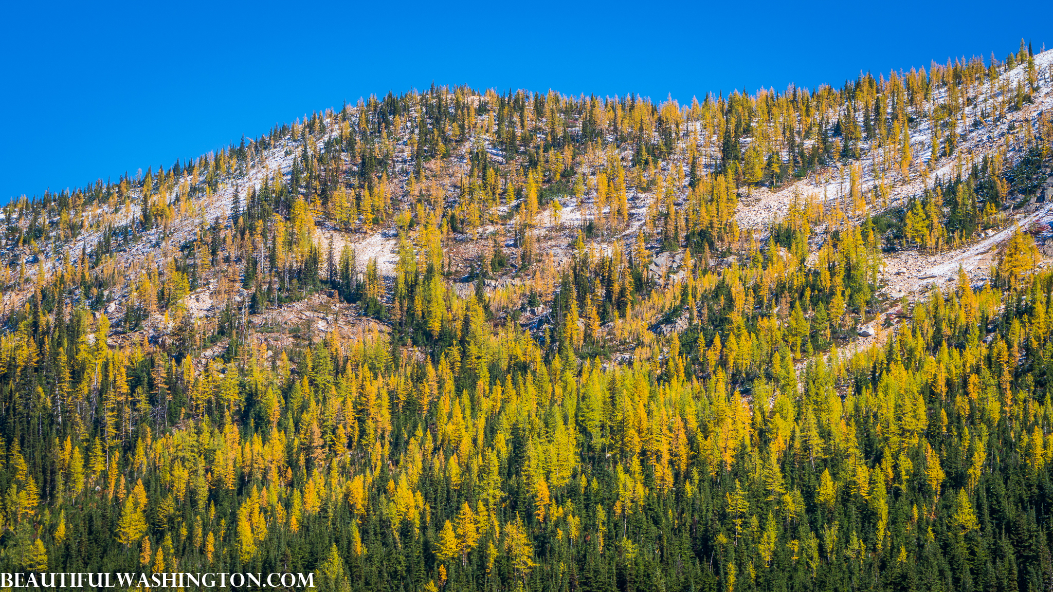 Photo from Washington State