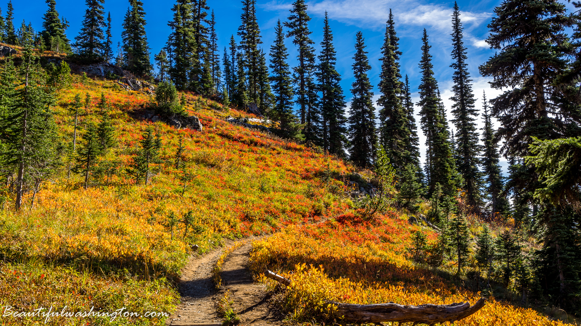 Photo from Washington State