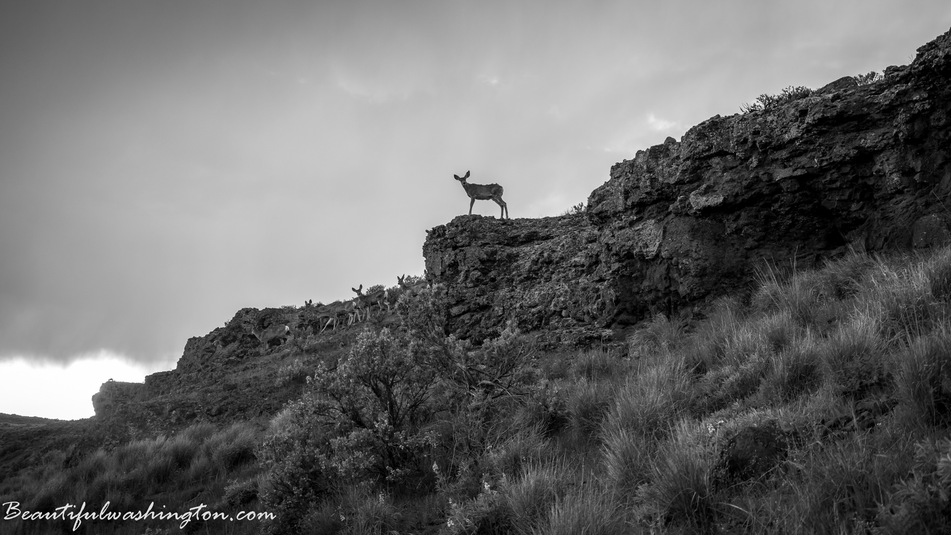Photo from Washington State
