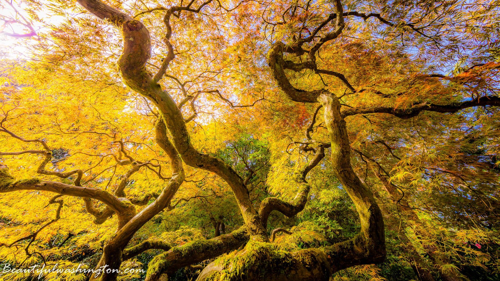 Photo from Washington State