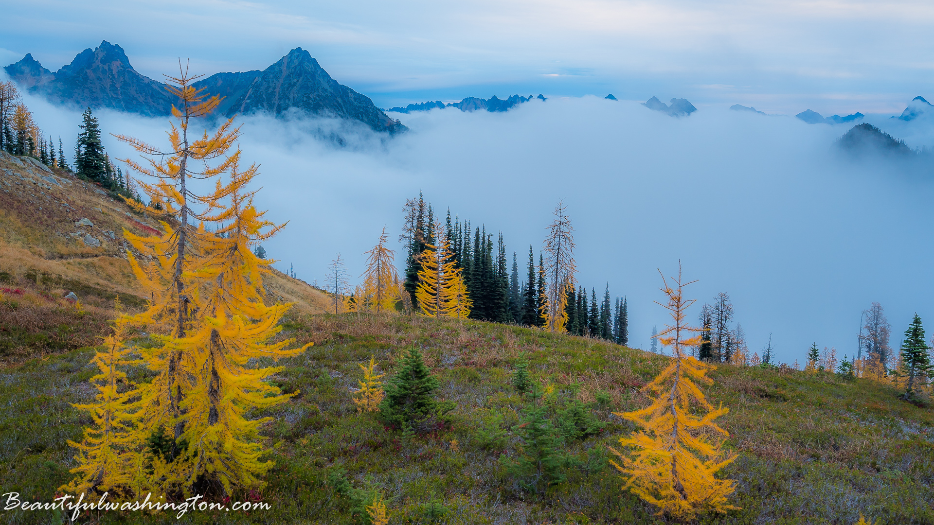 Photo from Washington State