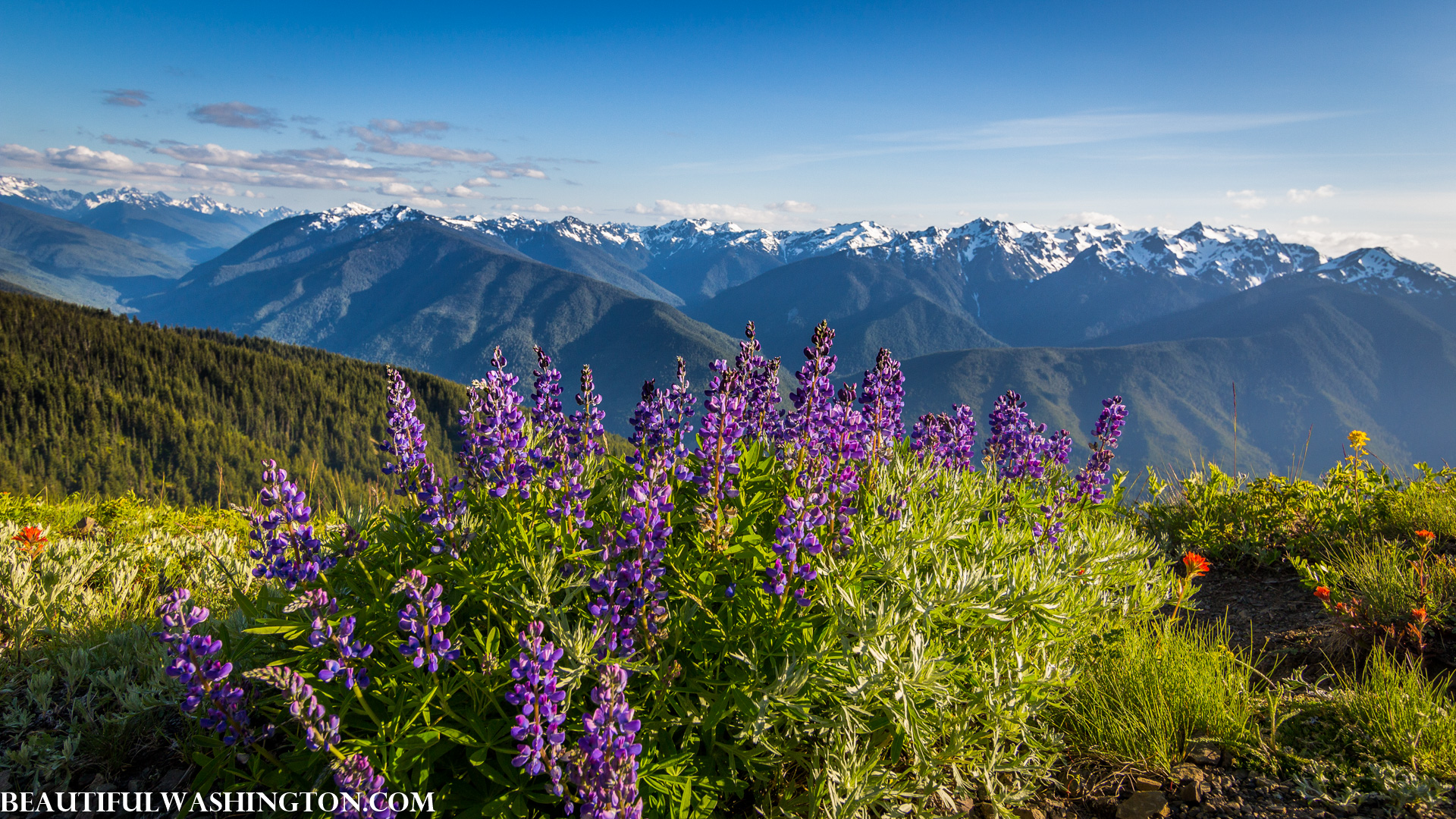 Photo from Washington State