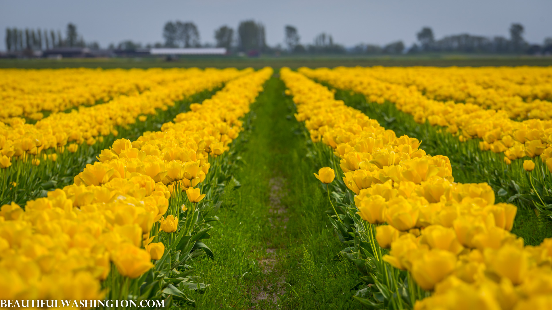 Photo from Washington State