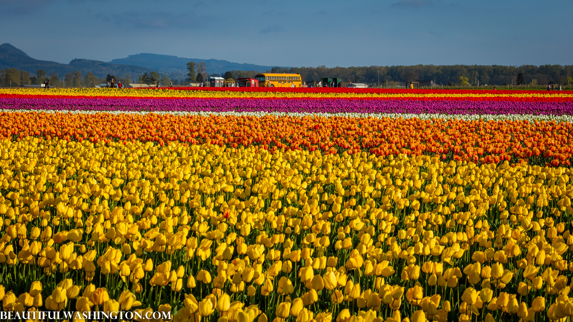 Photo from Washington State