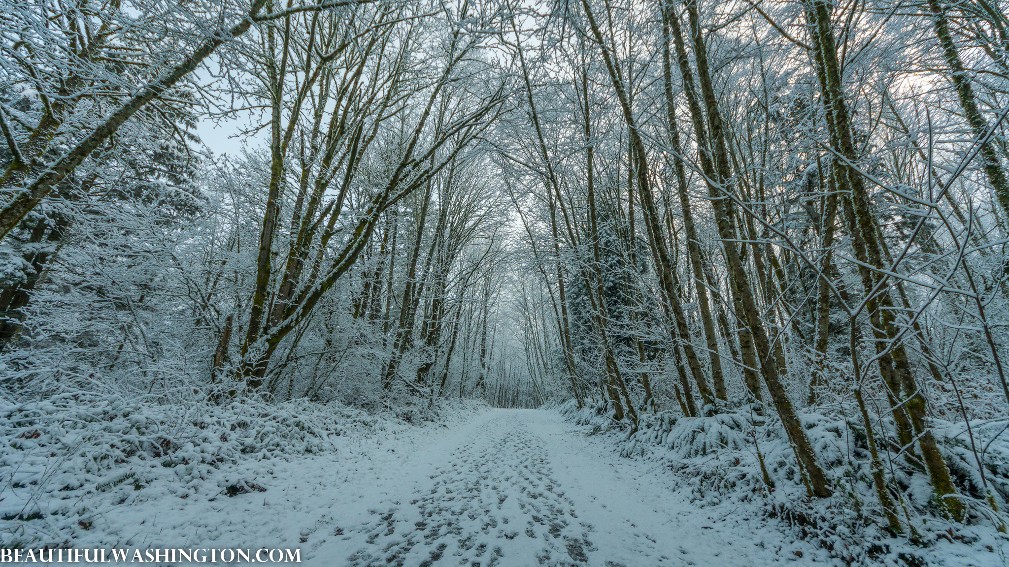 Photo from Washington State