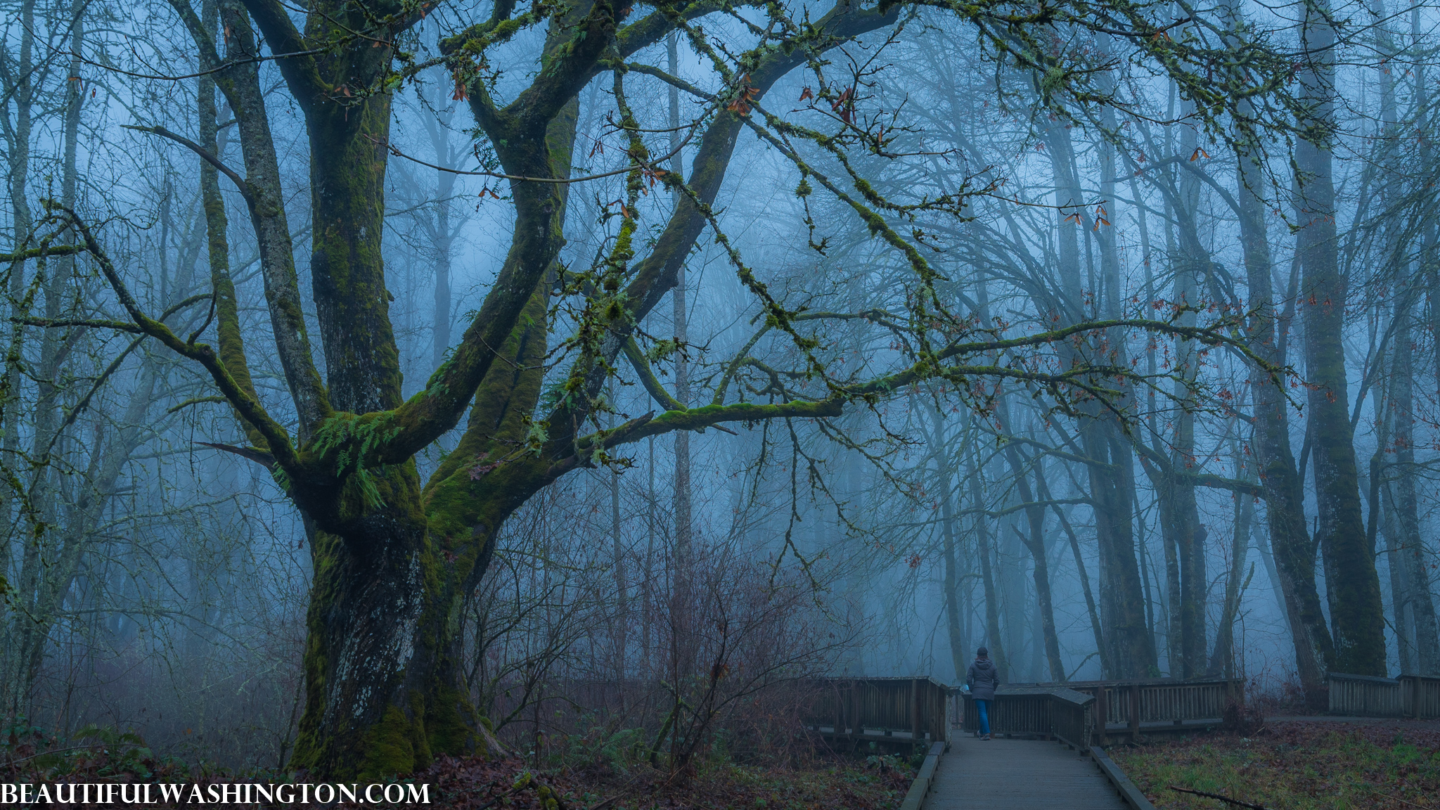 Photo from Washington State