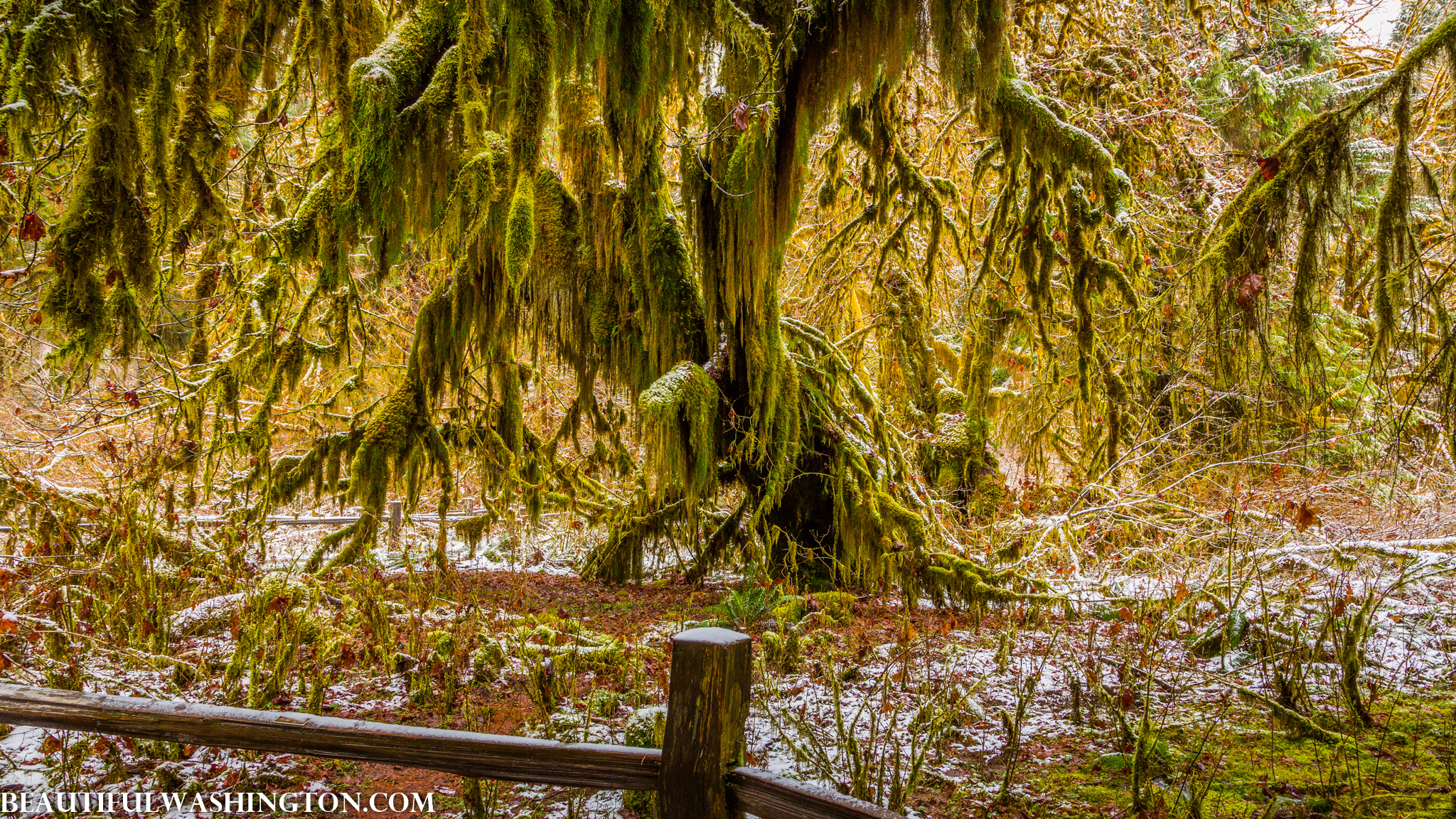 Photo from Washington State