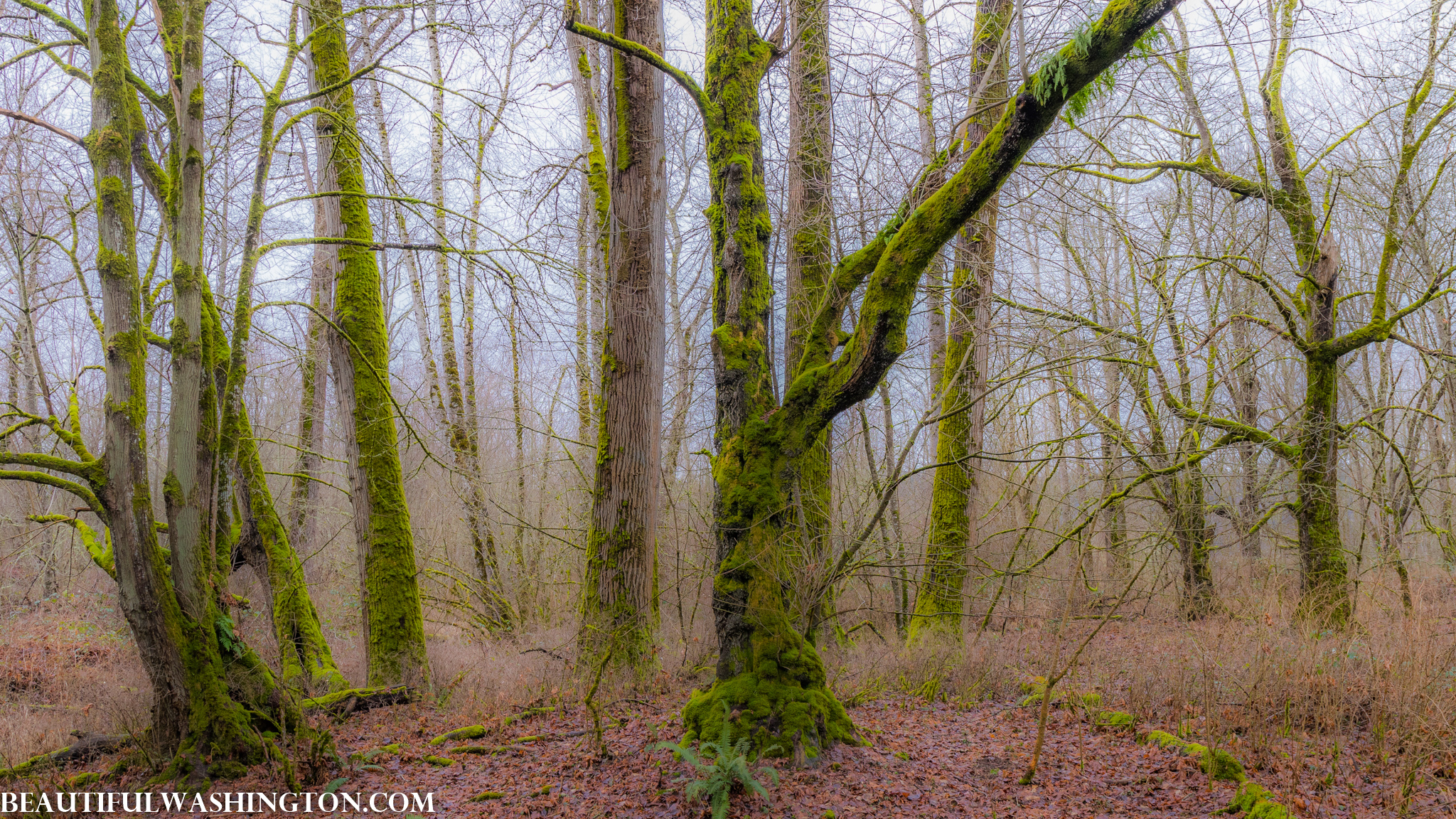 Photo from Washington State