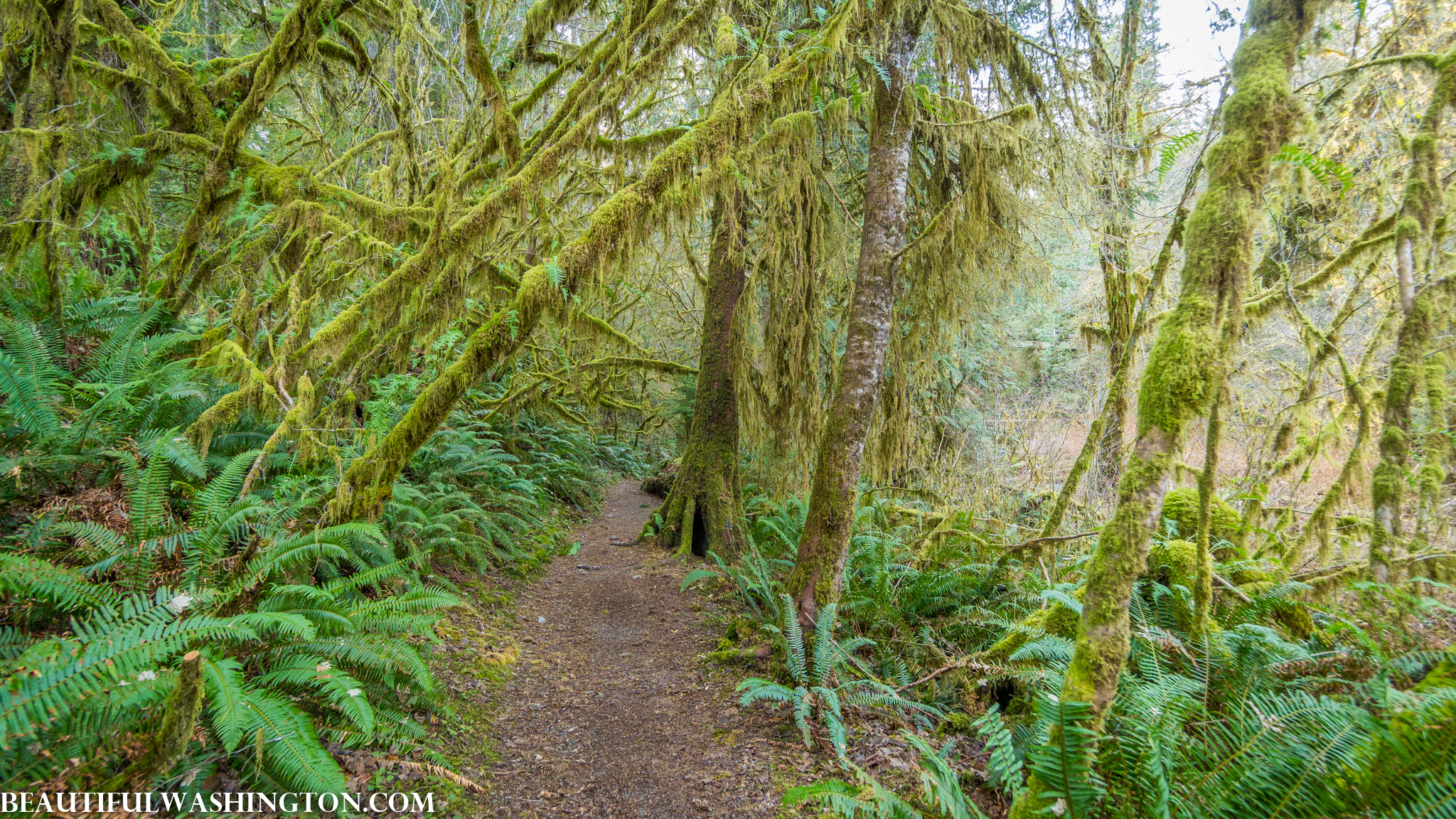 Photo from Washington State