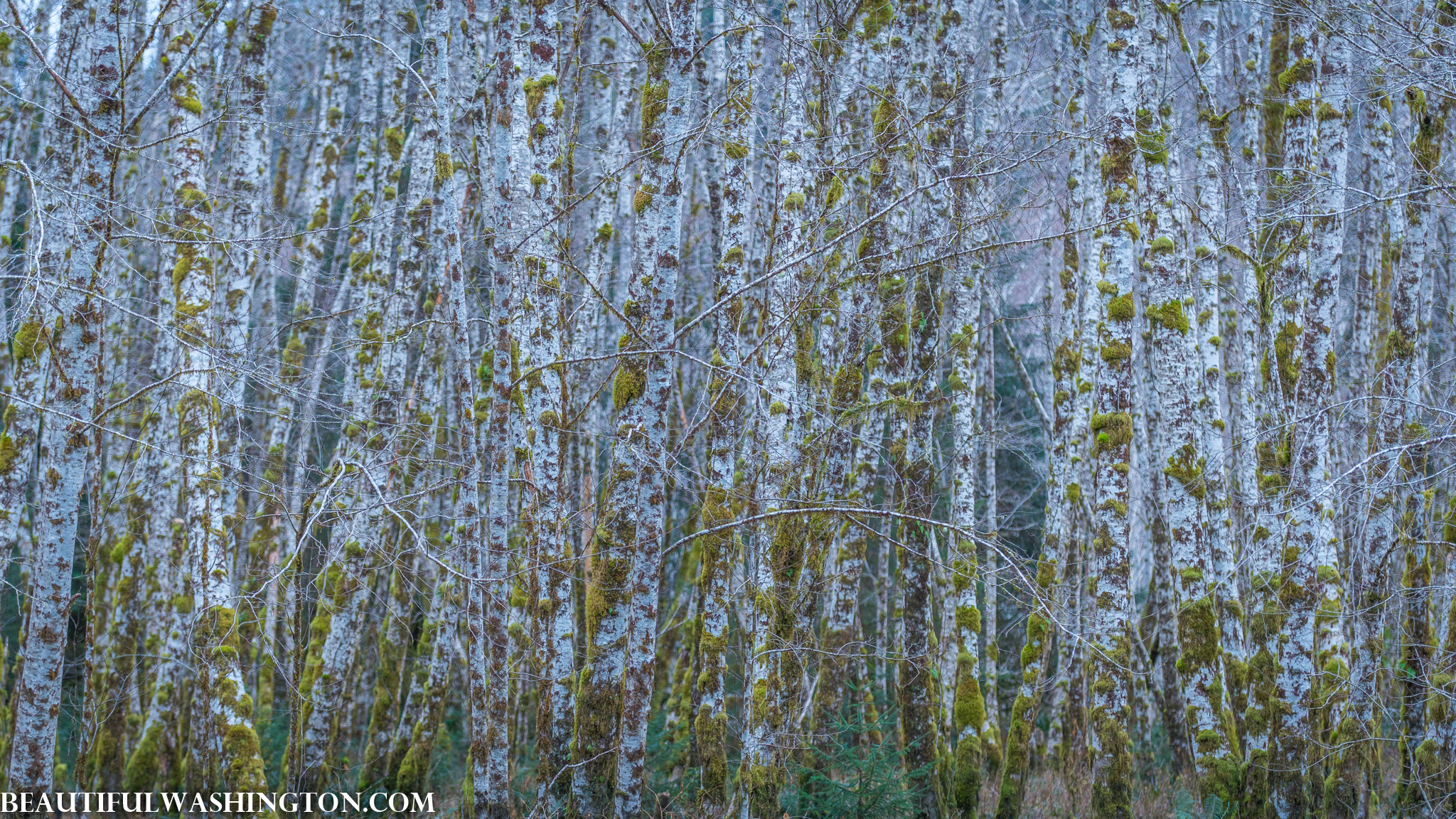 Photo from Washington State
