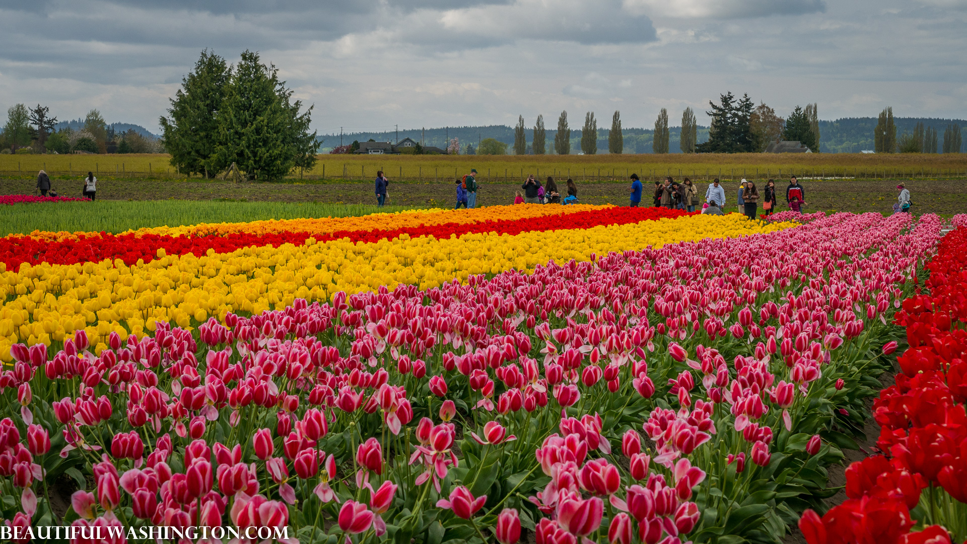Photo from Washington State