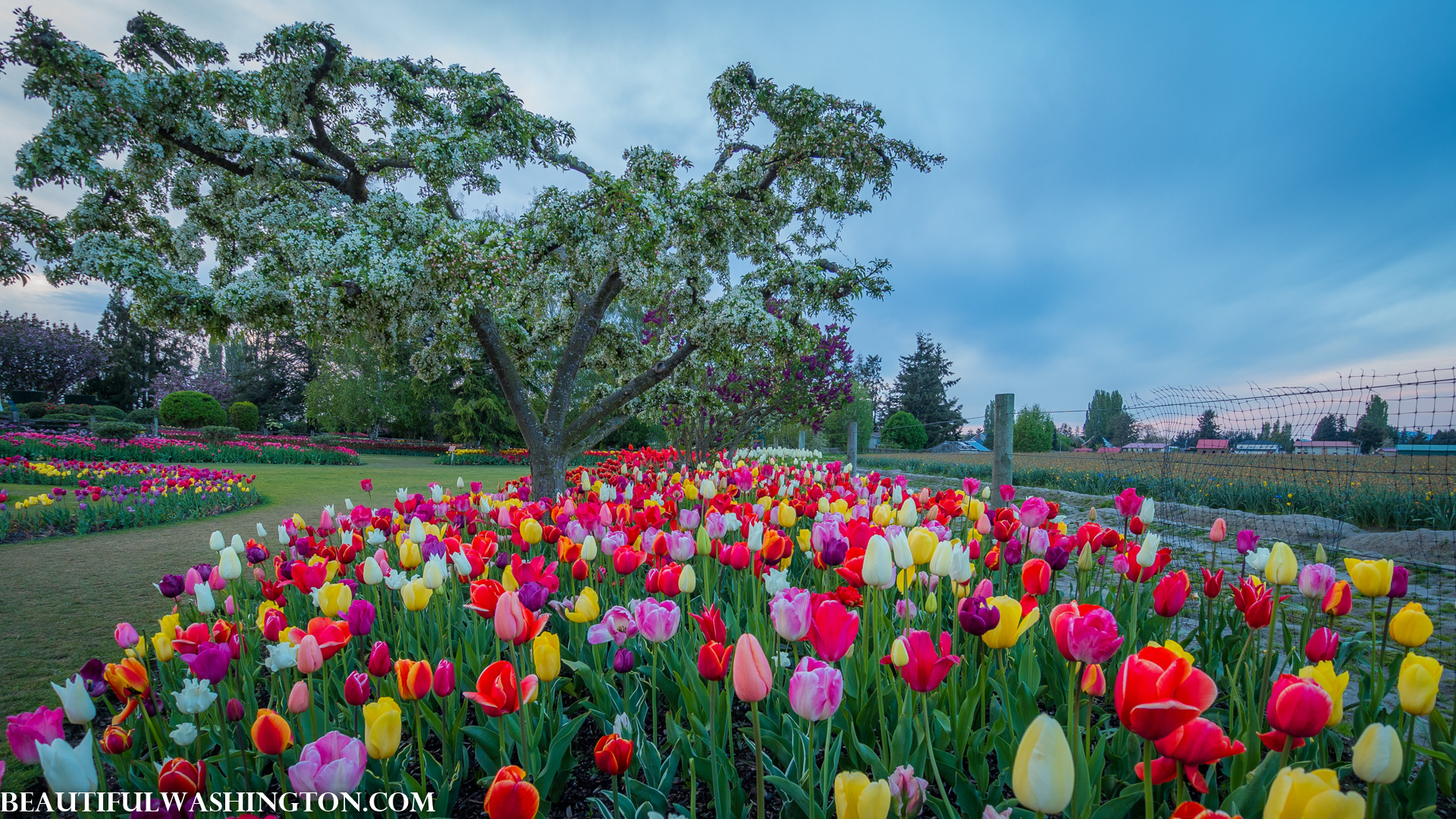 Photo from Washington State