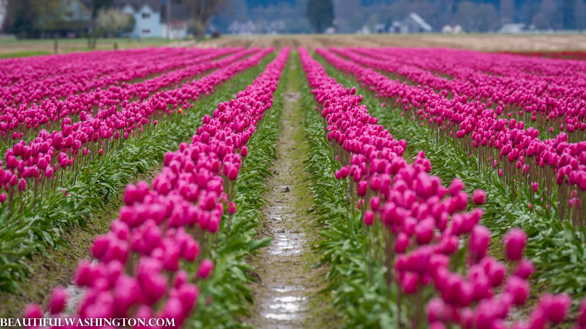 Photo from Washington State