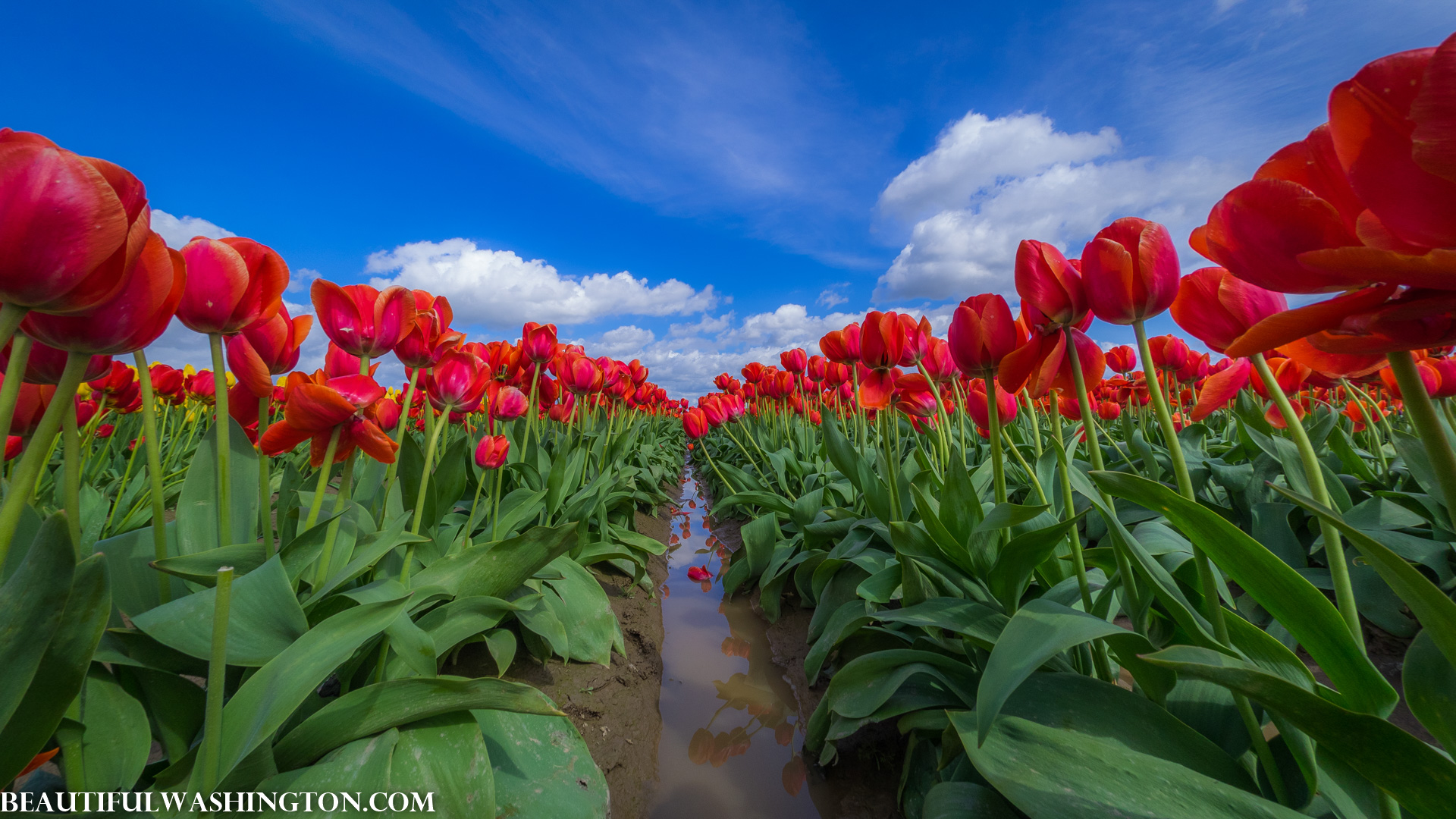 Photo from Washington State