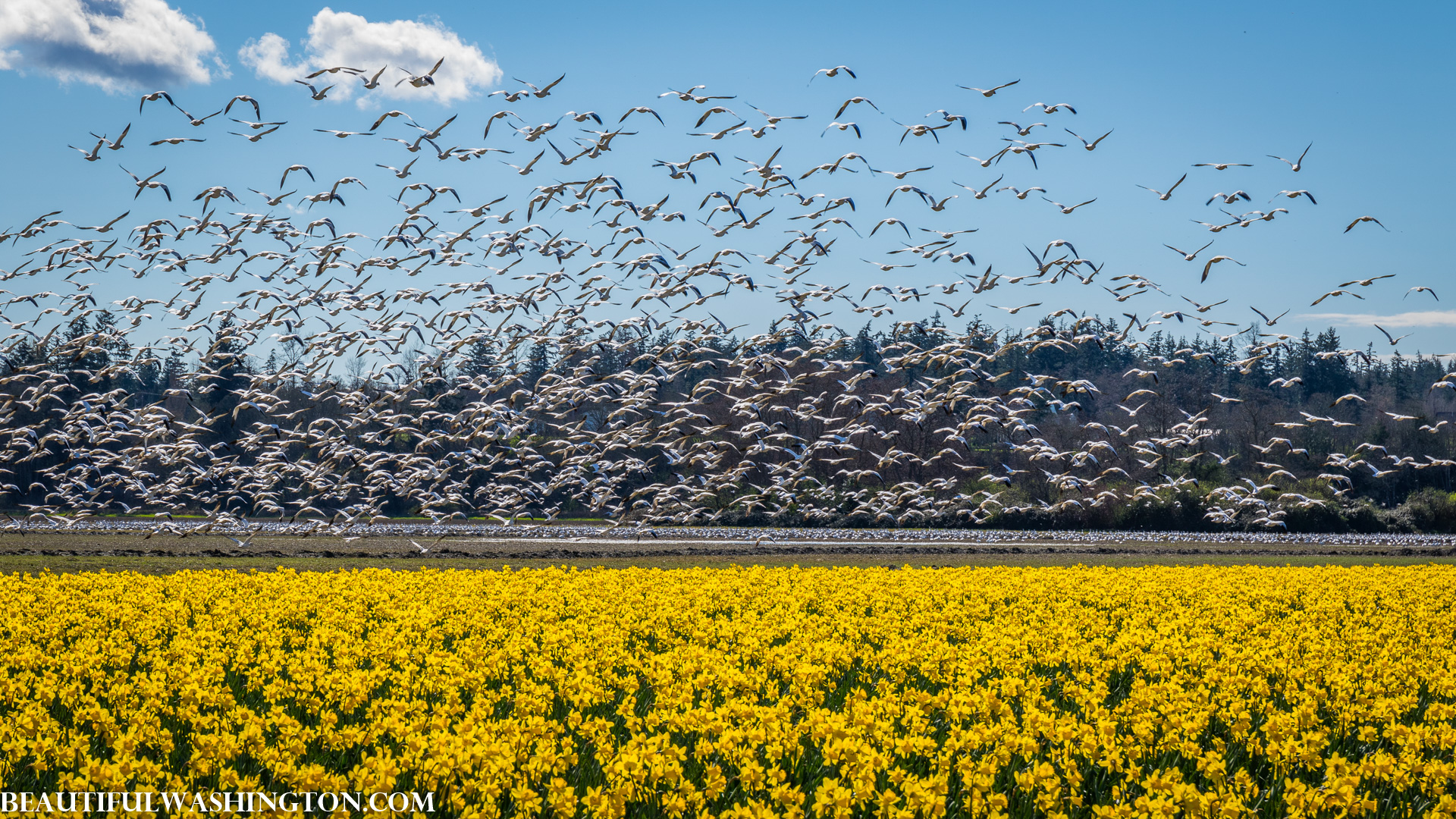 Photo from Washington State