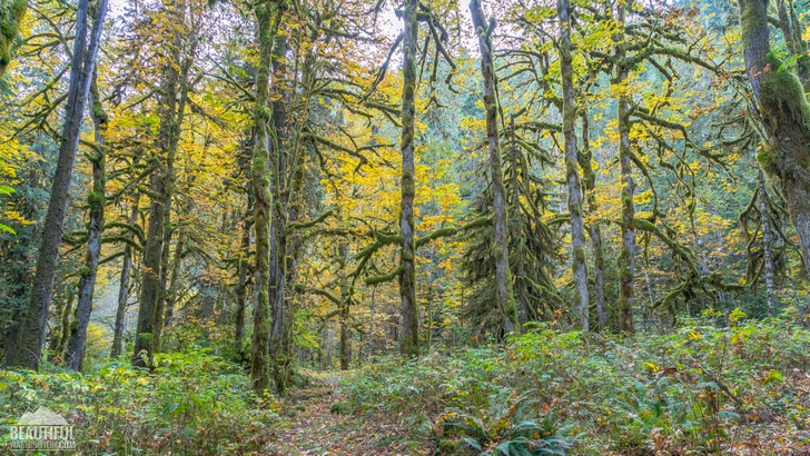 Baker River Trail, Autumn 129 Photo of the Baker River Trail, taken in autumn, North Cascades Region