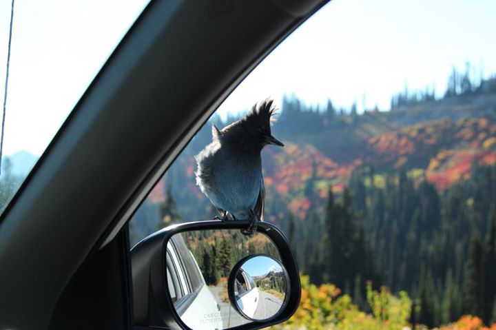 bird