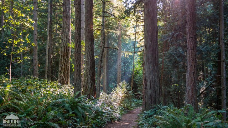 Bridle Trails State Park