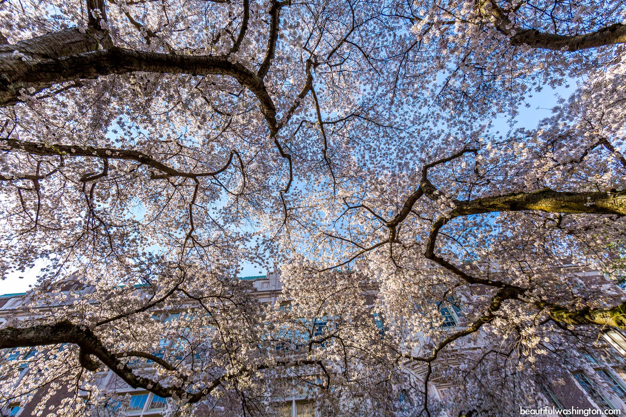 Cherry Blossoms 12