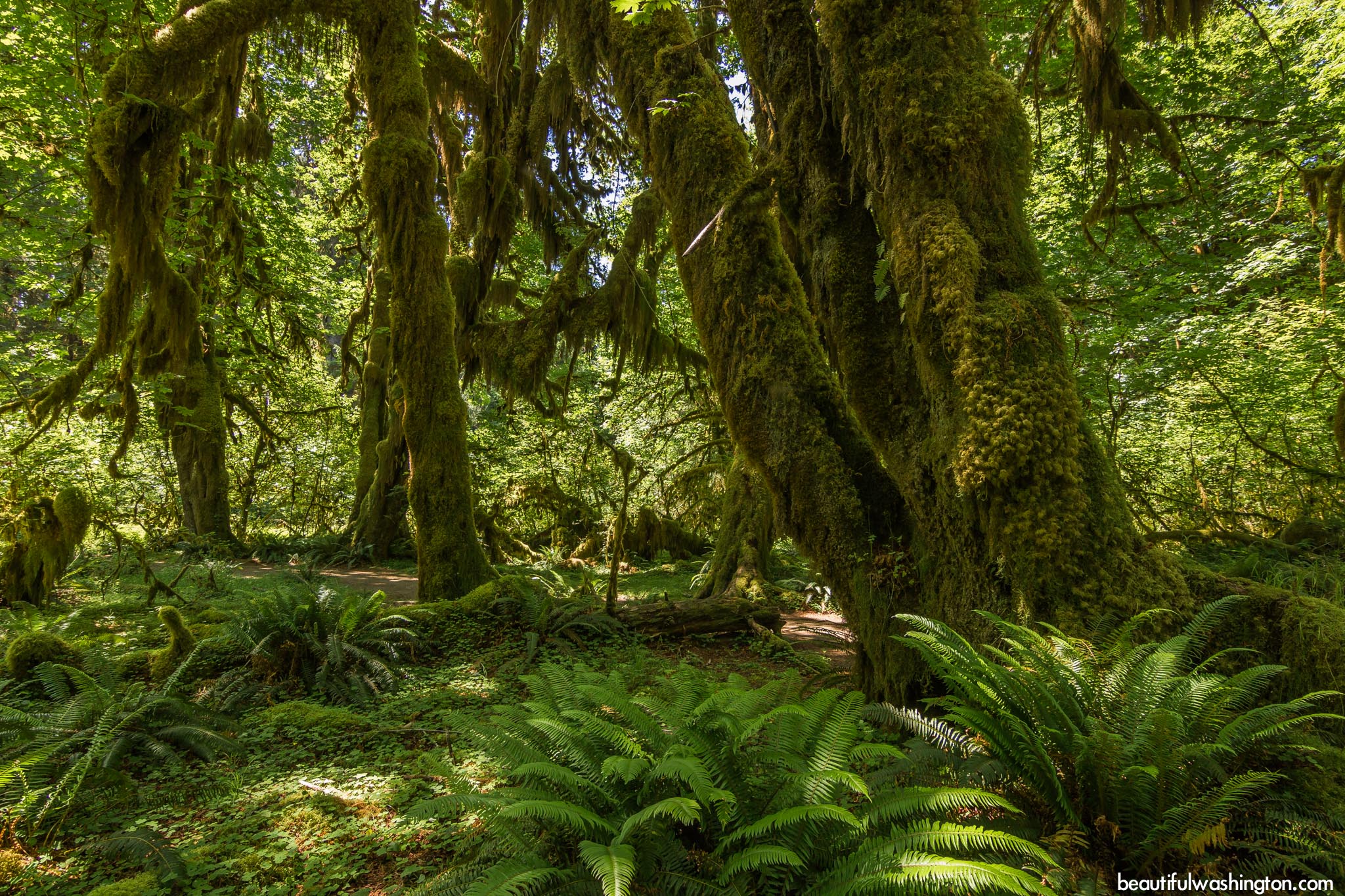 Hoh Rain Forest 21