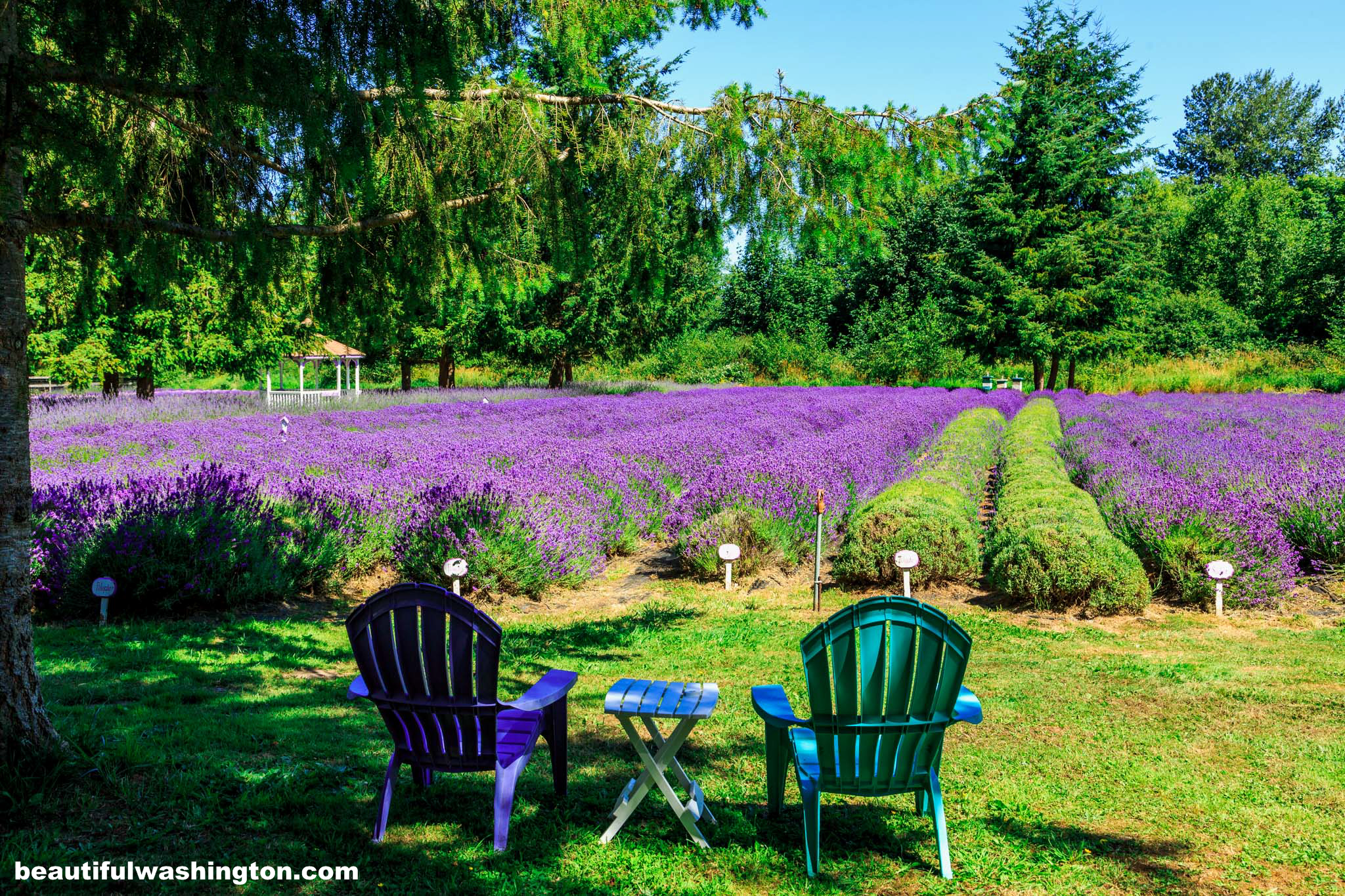 Martha Lane Lavender 14 Photo from Clallam County, Martha Lane Lavender