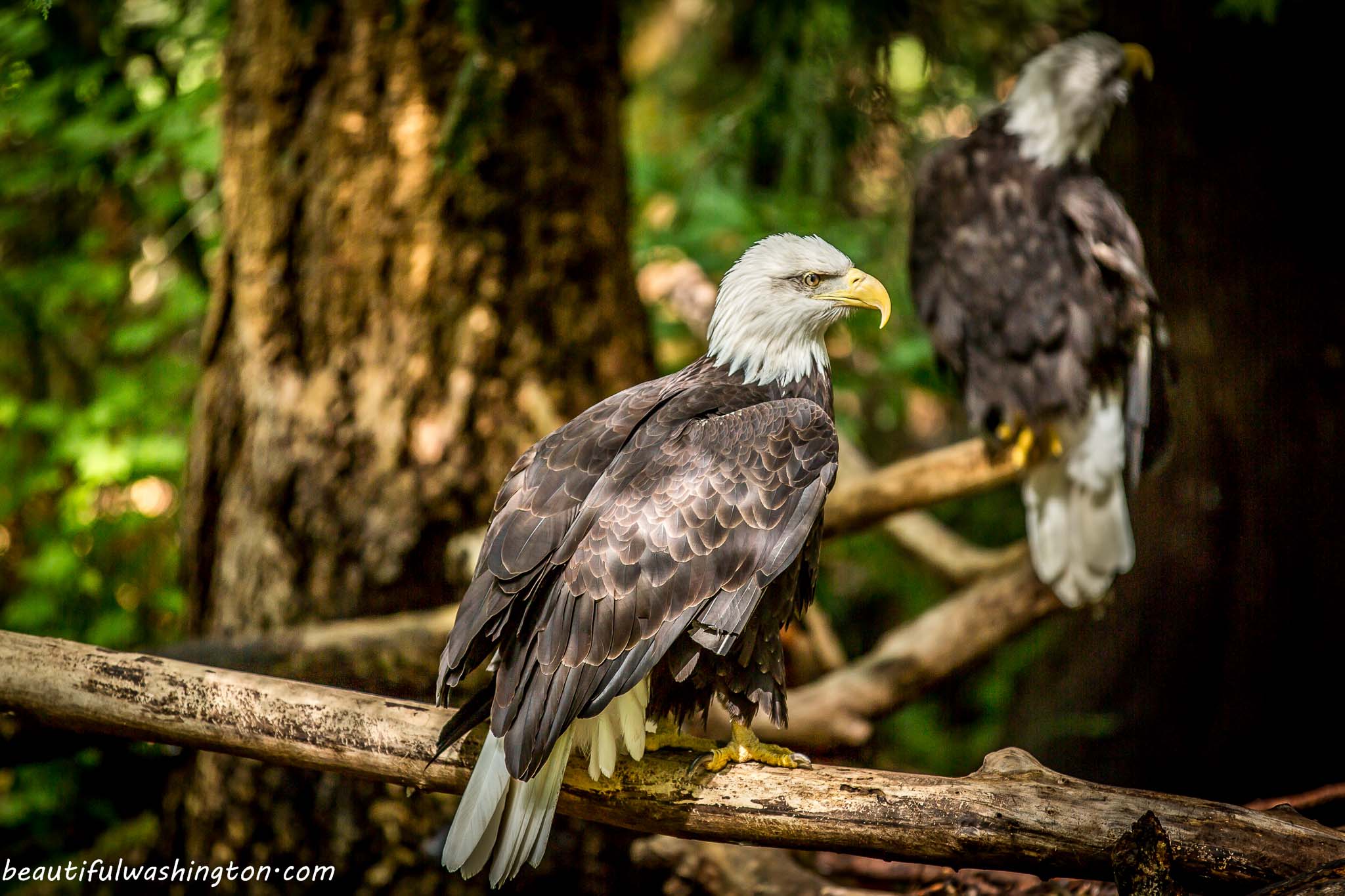 Photo from Washington State, Mason County