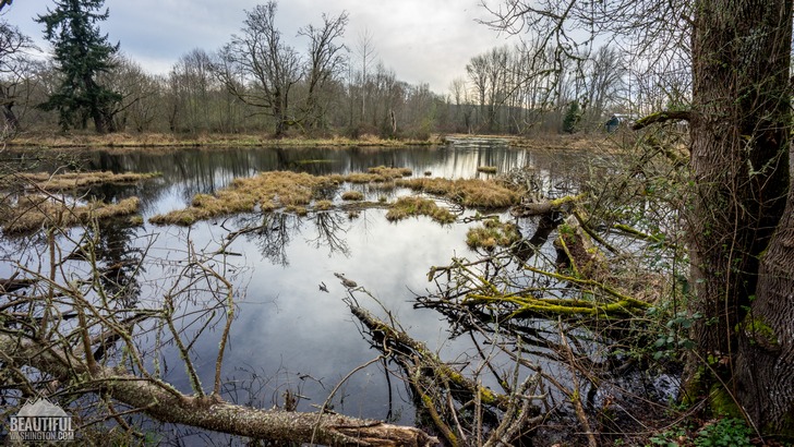 Photo from Nisqually National Wildlife Refuge, Washington