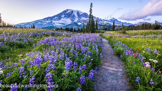 Photo from Pierce County