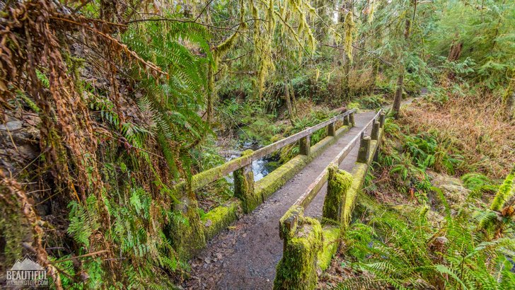 Quinault Loop Trail