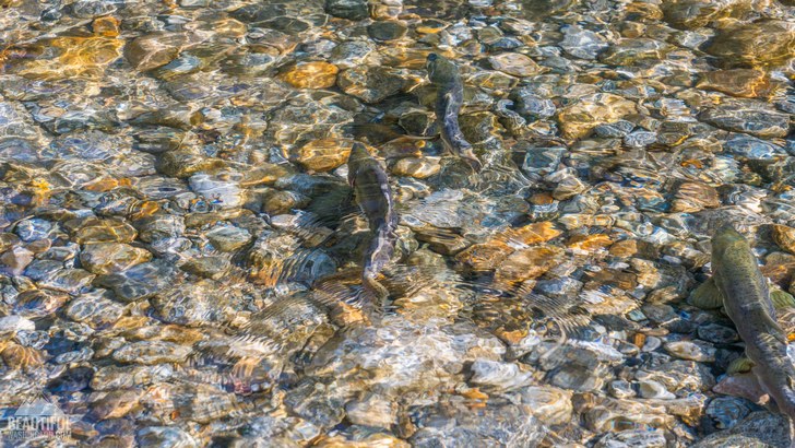 Photo taken from the Skagit River Trail, North Cascades, Washington.