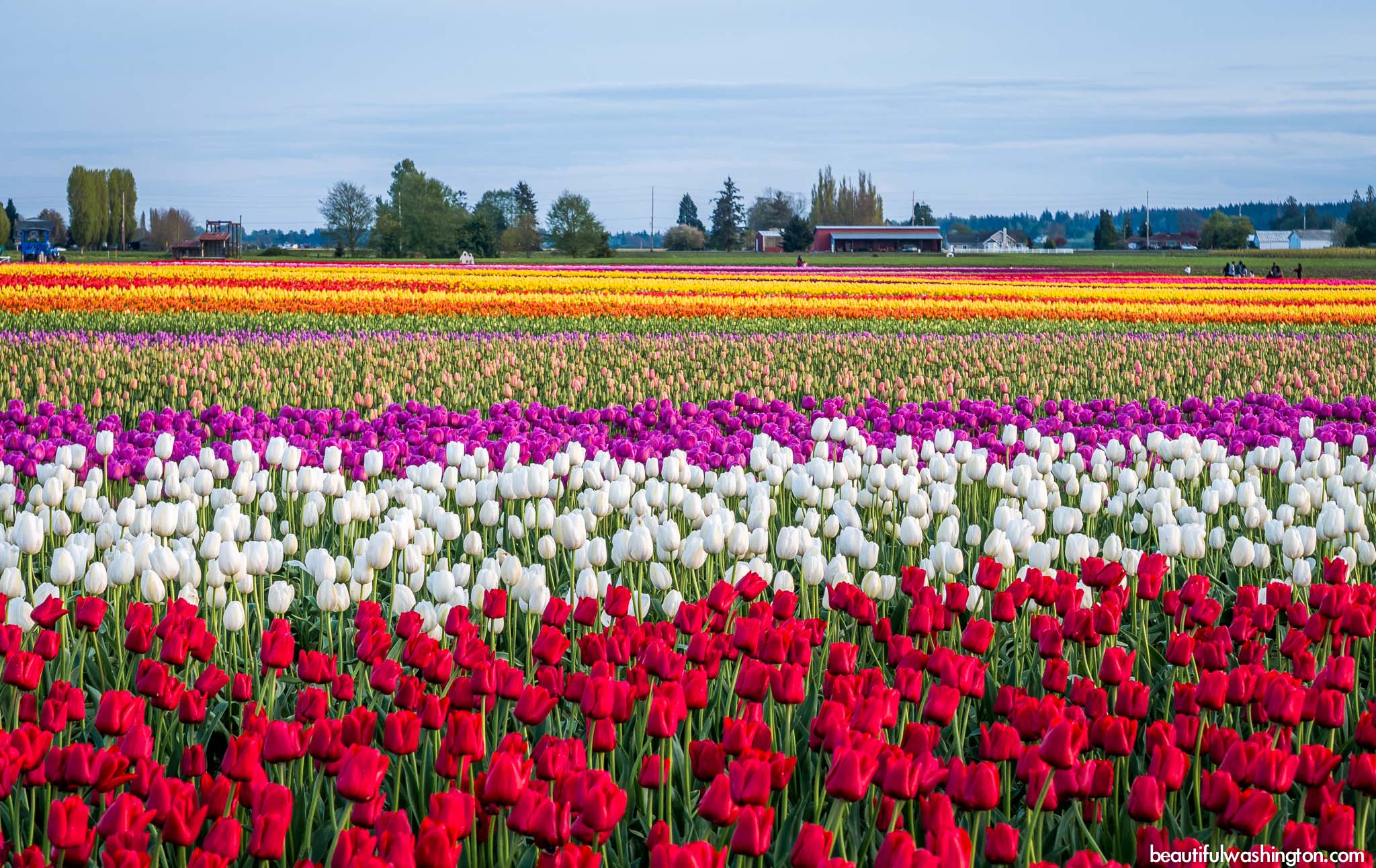 Skagit Valley Tulip Festival 62