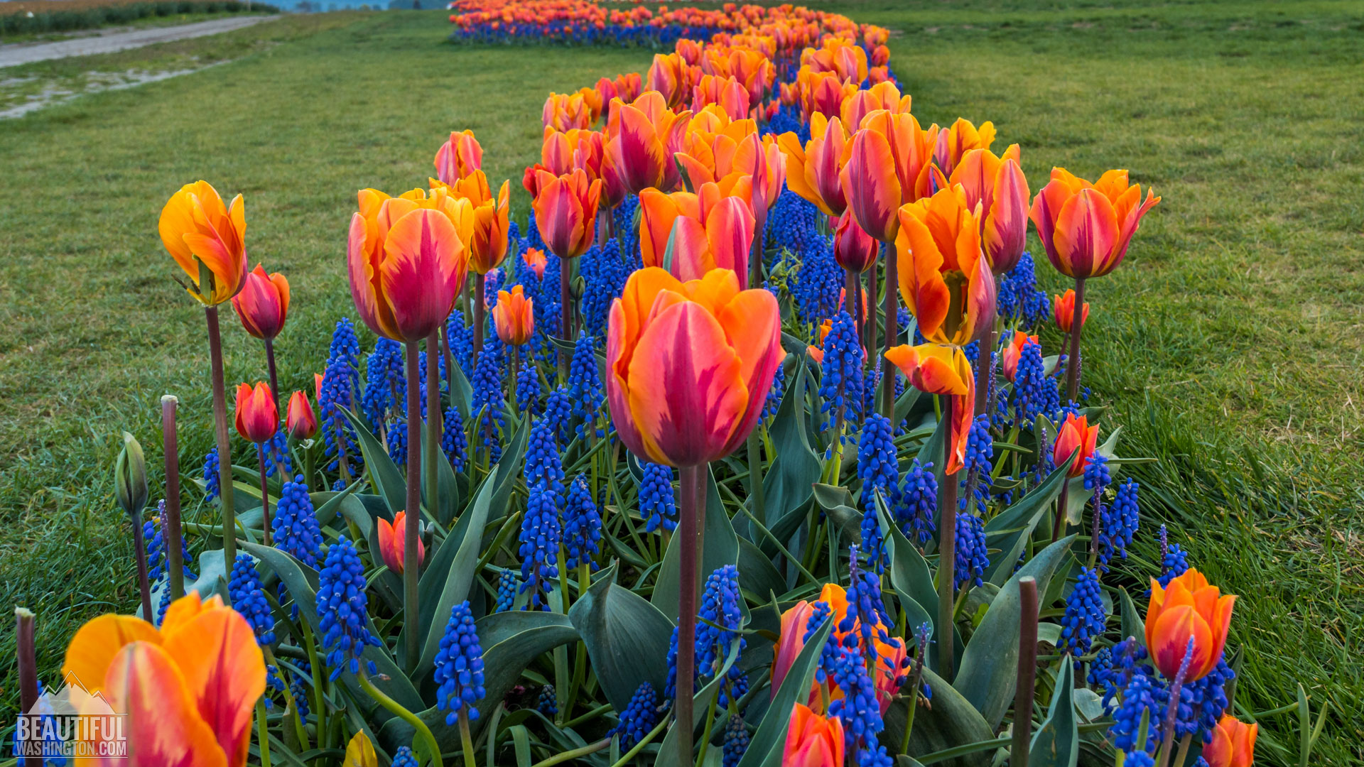 Skagit Valley Tulip Festival 2016 