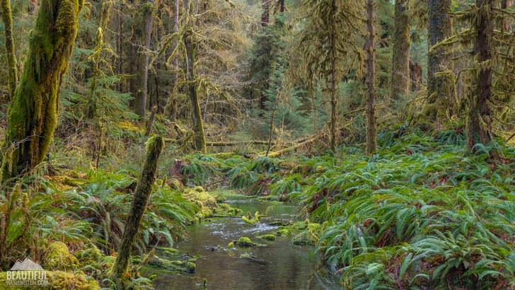 Spruce trail 104