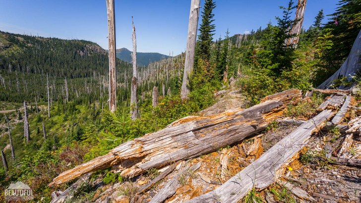 Photo taken from the trail, leading to Strawberry Mountain Lookout Site, Mount St. Helens National Monument, South Cascades