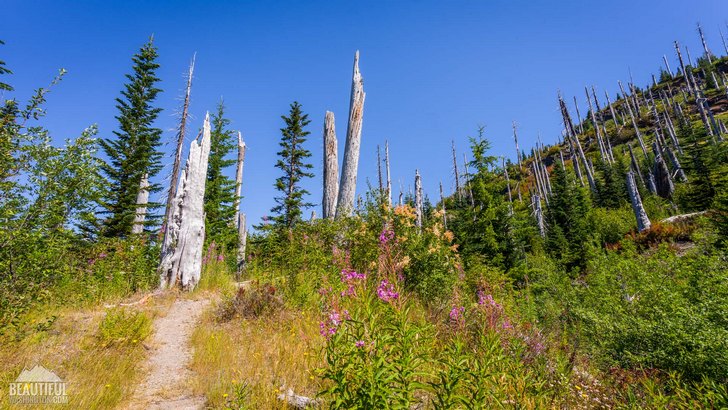 Photo taken from the trail, leading to Strawberry Mountain Lookout Site, Mount St. Helens National Monument, South Cascades
