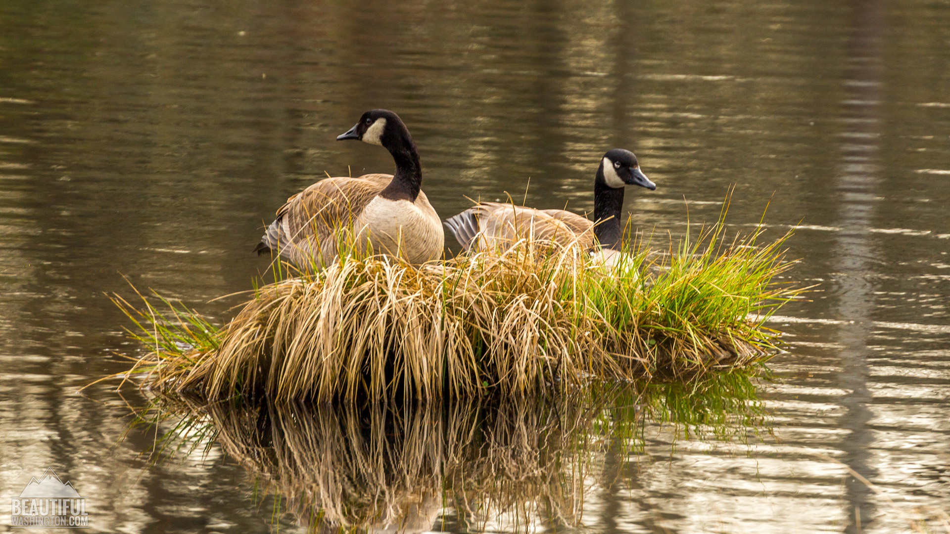 Photo of Nisqually National Wildlife Refuge, Washington State