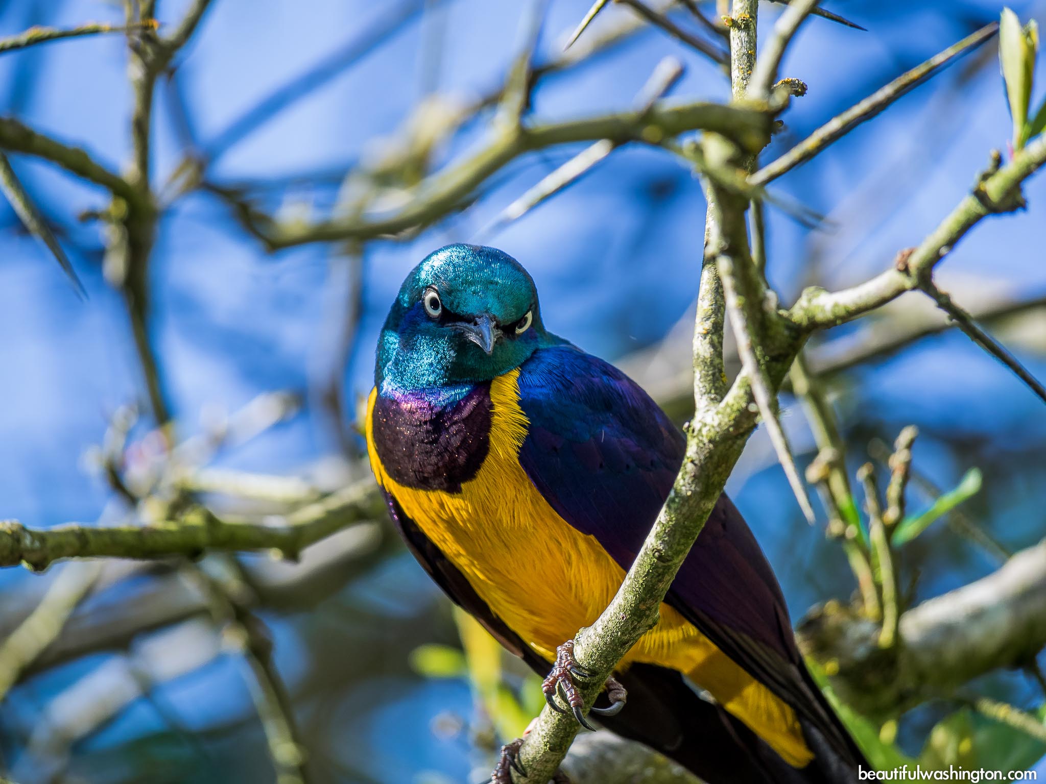 Woodland Park Zoo 17