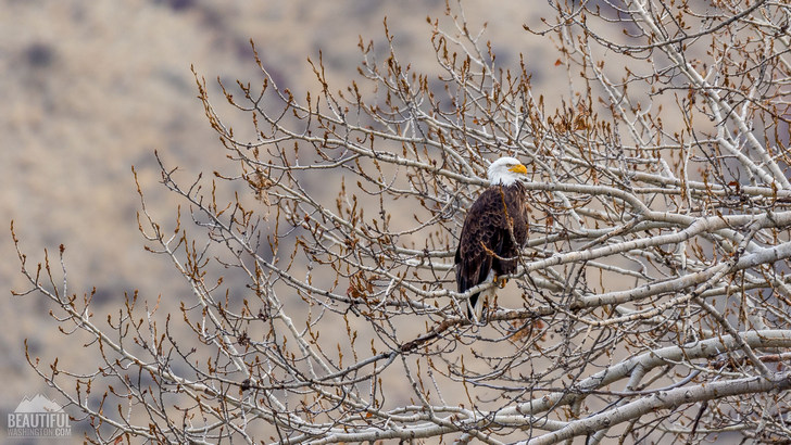 Photo taken from Yakima River Canyon Scenic Roads, Washington State